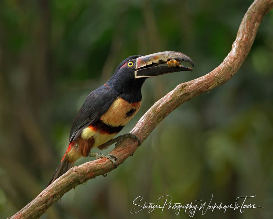 Collared Aracari with food