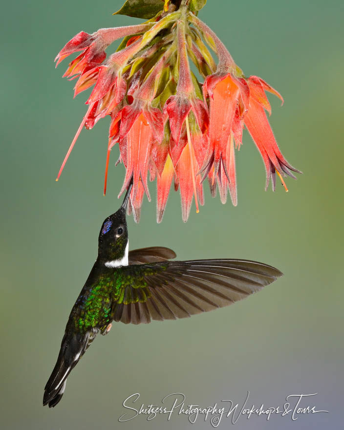 Collared Inca Hummingbird