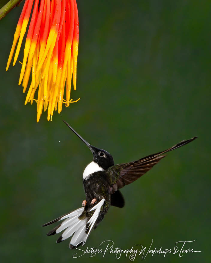 Collared Inca Hummingbird