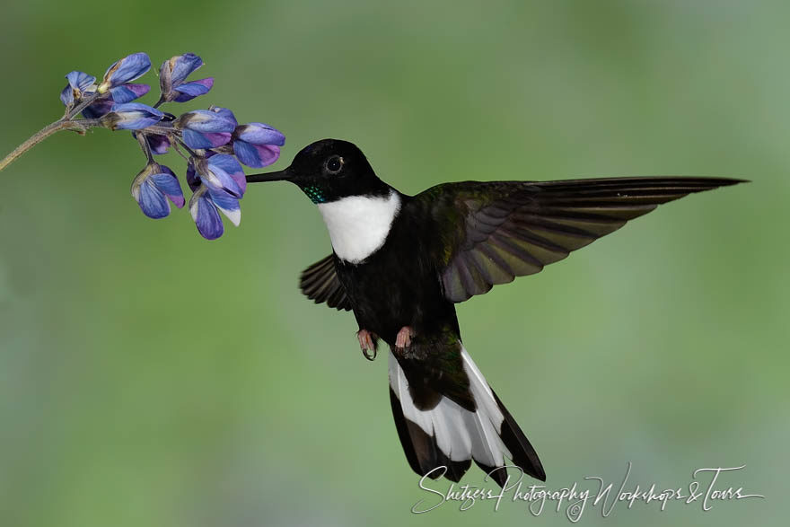 Collared Inca Hummingbird in flight