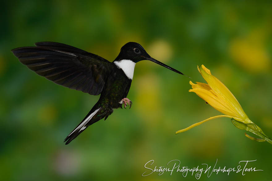 Collared Inca hummingbird