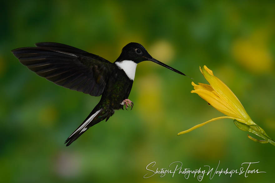 Collared Inca hummingbird 20150529 145528