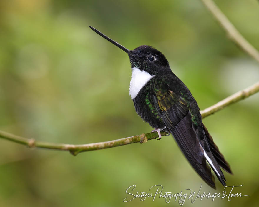 Collared inca perched