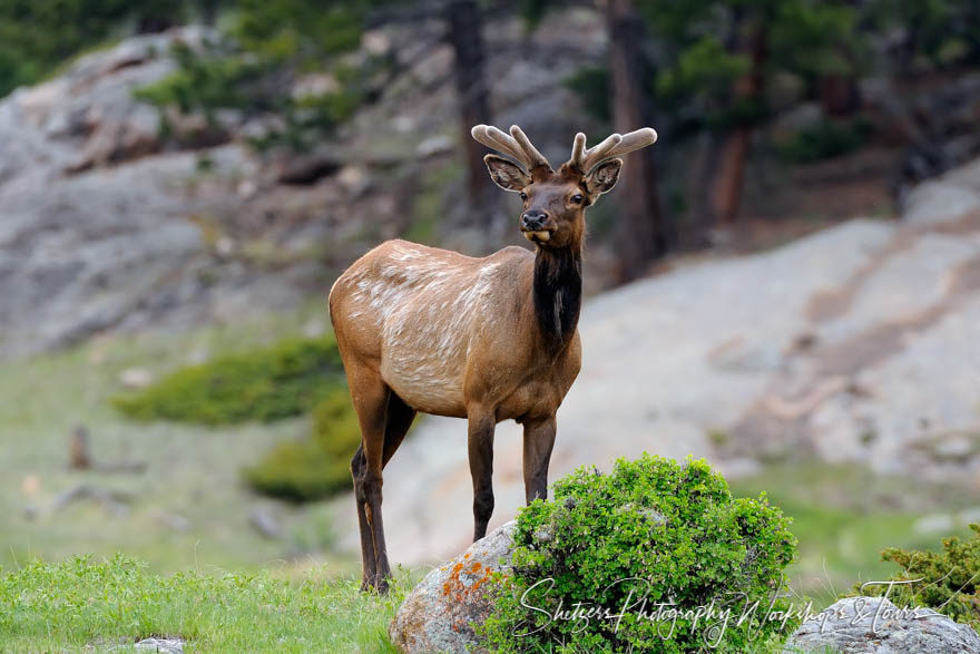 Colorado Elk in the Rocky Mountain National Park