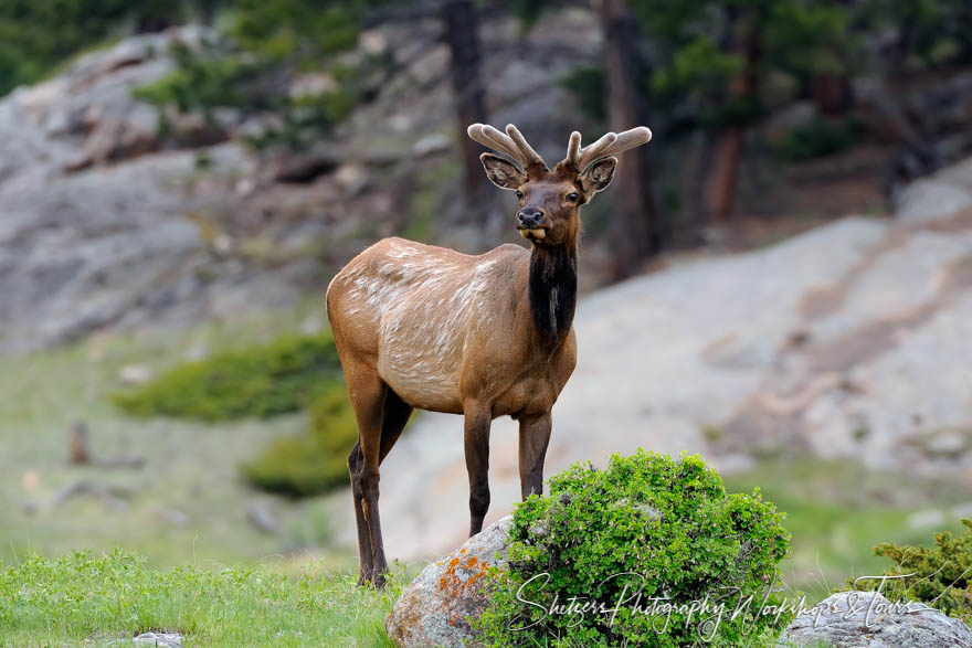 Colorado Elk in the Rocky Mountain National Park 20080607 163712