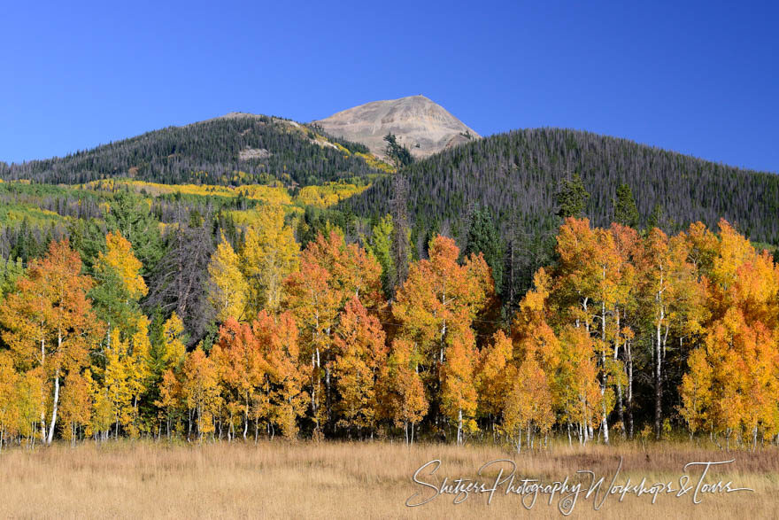 Colorado Gold