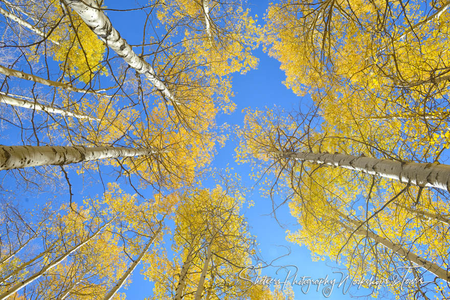 Colorados Fall Aspens and Blue Sky