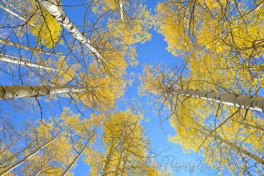 Colorados Fall Aspens and Blue Sky 20150920 132329