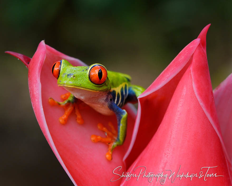 Colorful nature image of Red-eyed tree frog posing