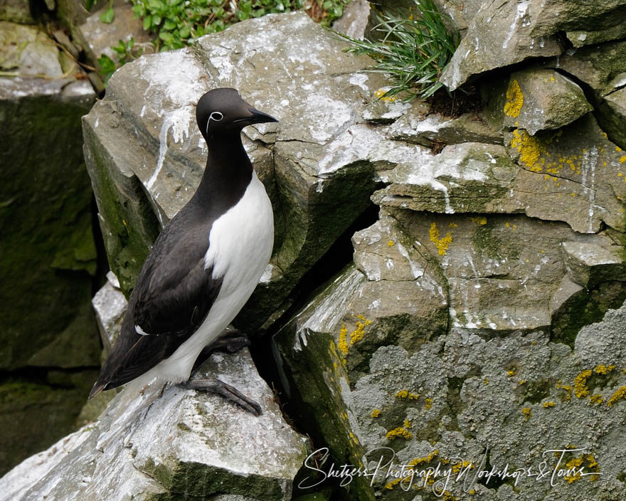 Common Murre of Newfoundland