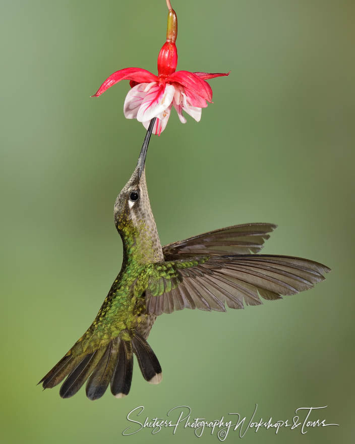 Costa Rica birdwatching of Magnificent hummingbird with red and