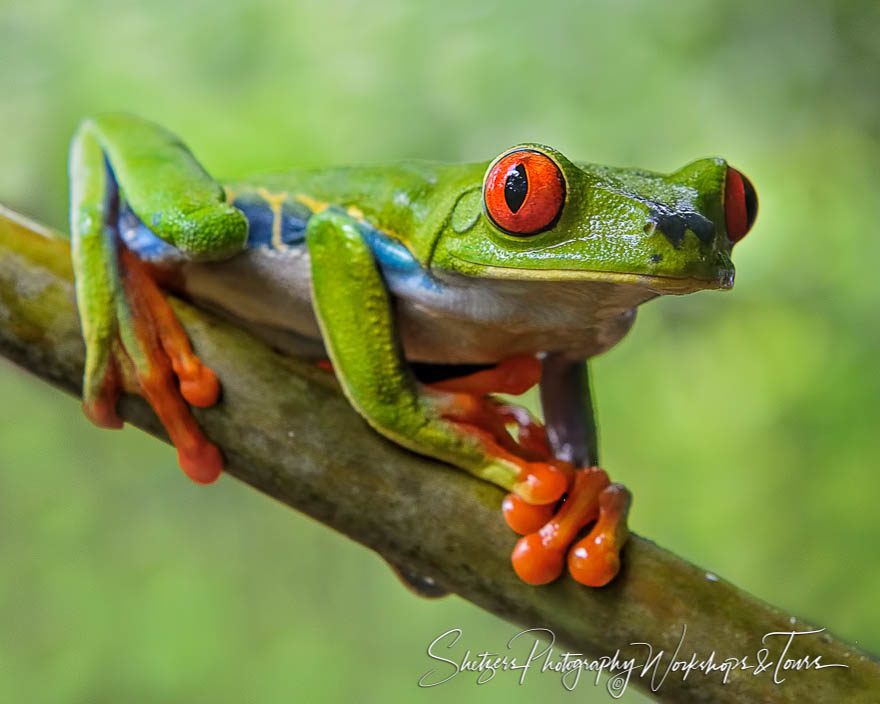 Costa Rican Red Eyed Tree Frog posing in wildlife photography se