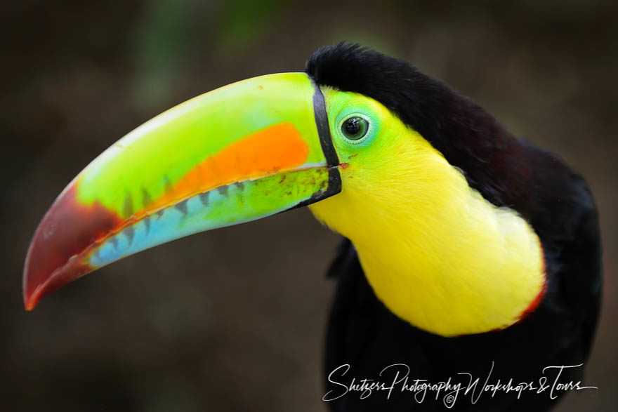 Costa Rican Toucan