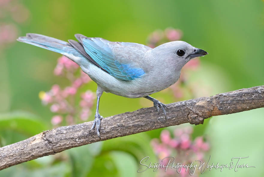 Costa Rican bird image of perched Blue-gray Tanager