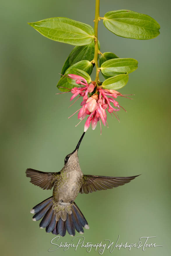 Costa Rican bird photo of Magnificent Hummingbird inflight feedi