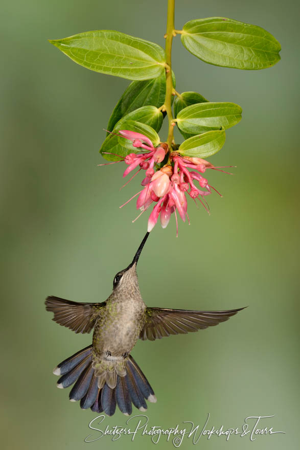 Costa Rican bird photo of Magnificent Hummingbird inflight feeding 20170412 161502