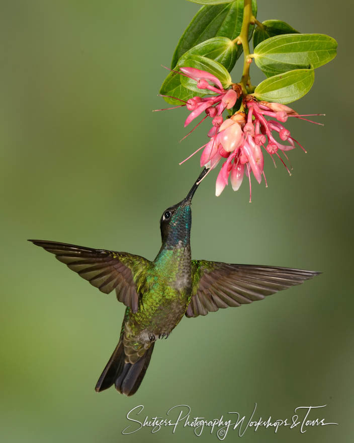 Costa Rican bird photo of Magnificent hummingbird inflight