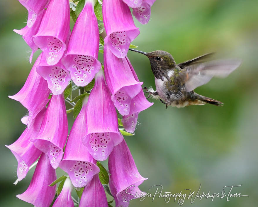 Costa Rican bird photo of Volcano hummingbird feeding on purple