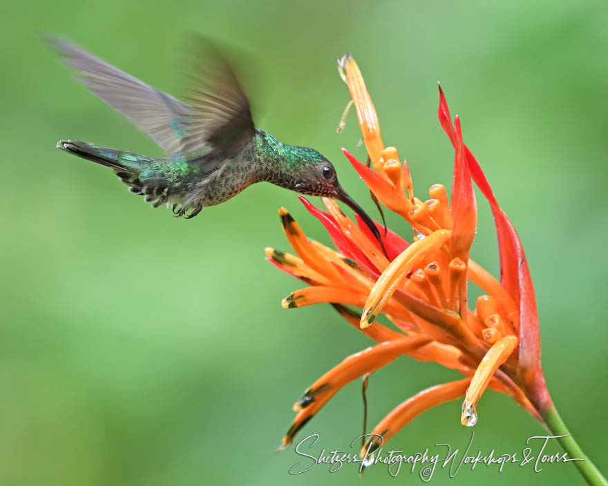 Costa Rican hummingbird drinks from orange flower