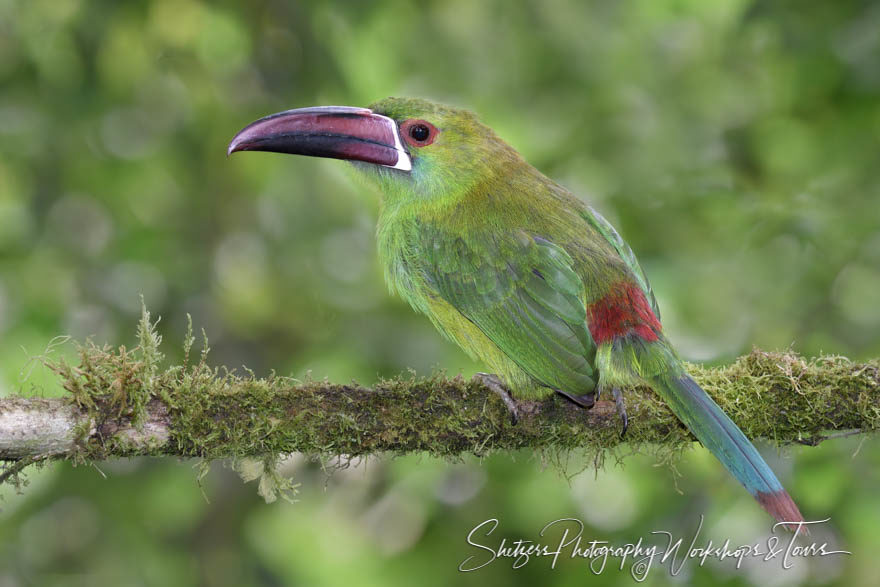 Crimson-rumped Toucanet on a perch