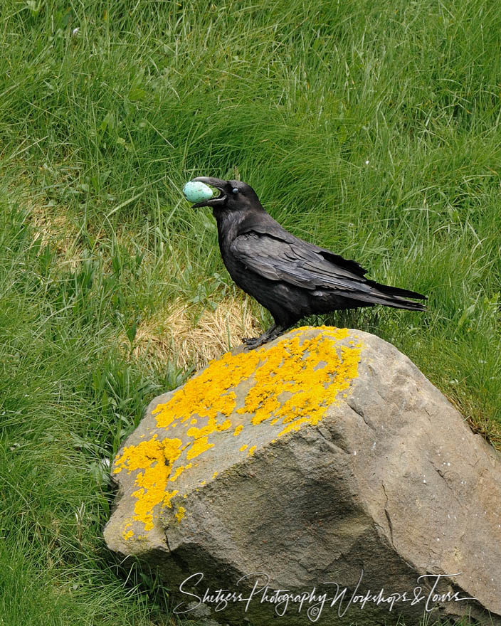 Crow with Common Murr Egg