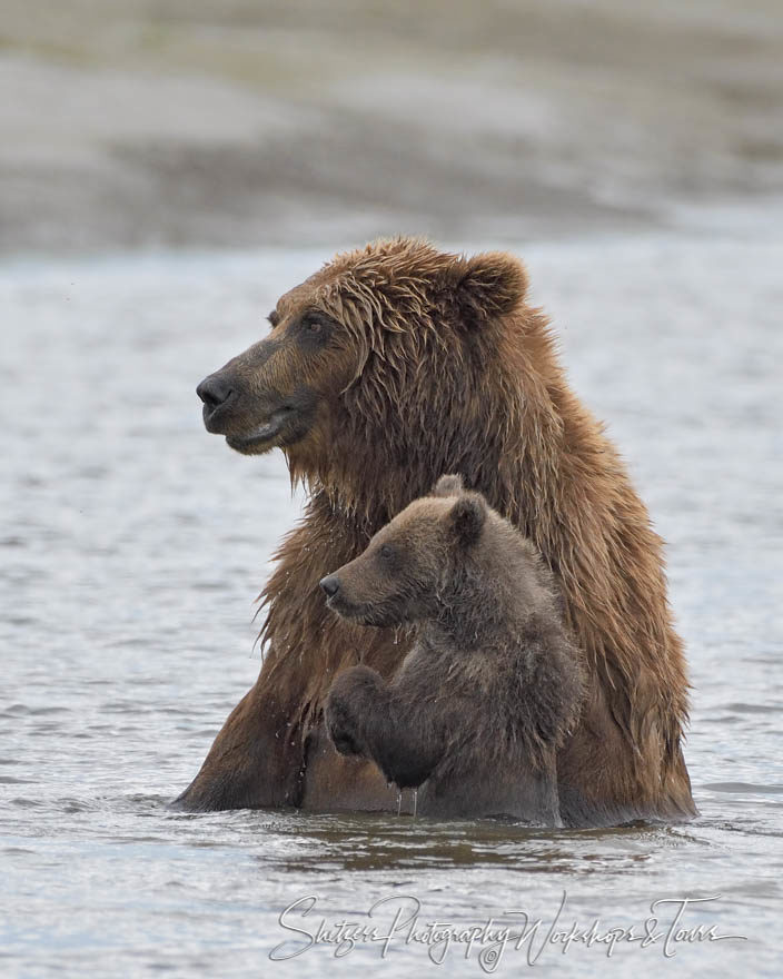 Cub and Sow play in water