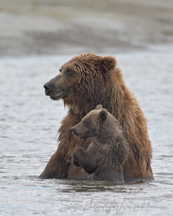 Cub and Sow play in water 20160727 151553