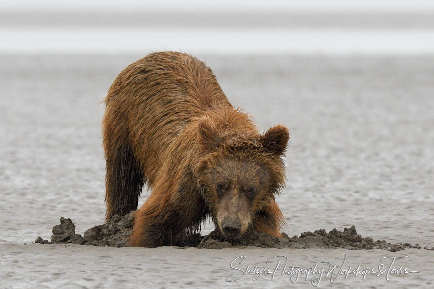 Cub digs for Clam