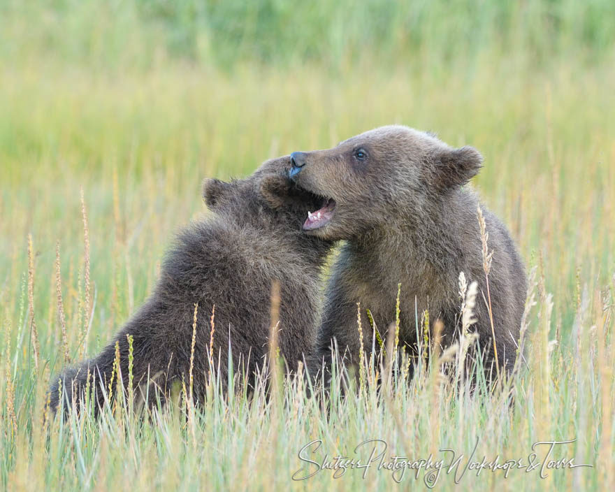 Cubs whisper into each others ear