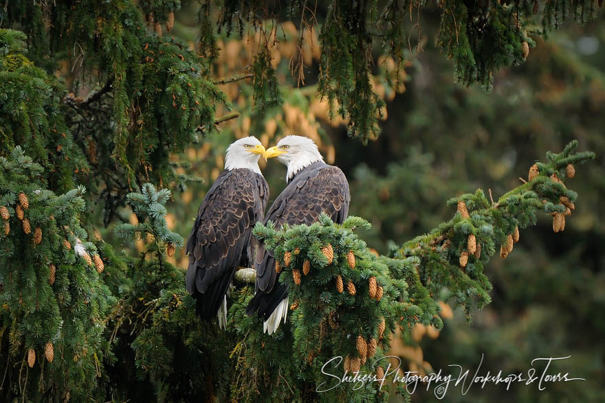Cuddling Eagle Couple