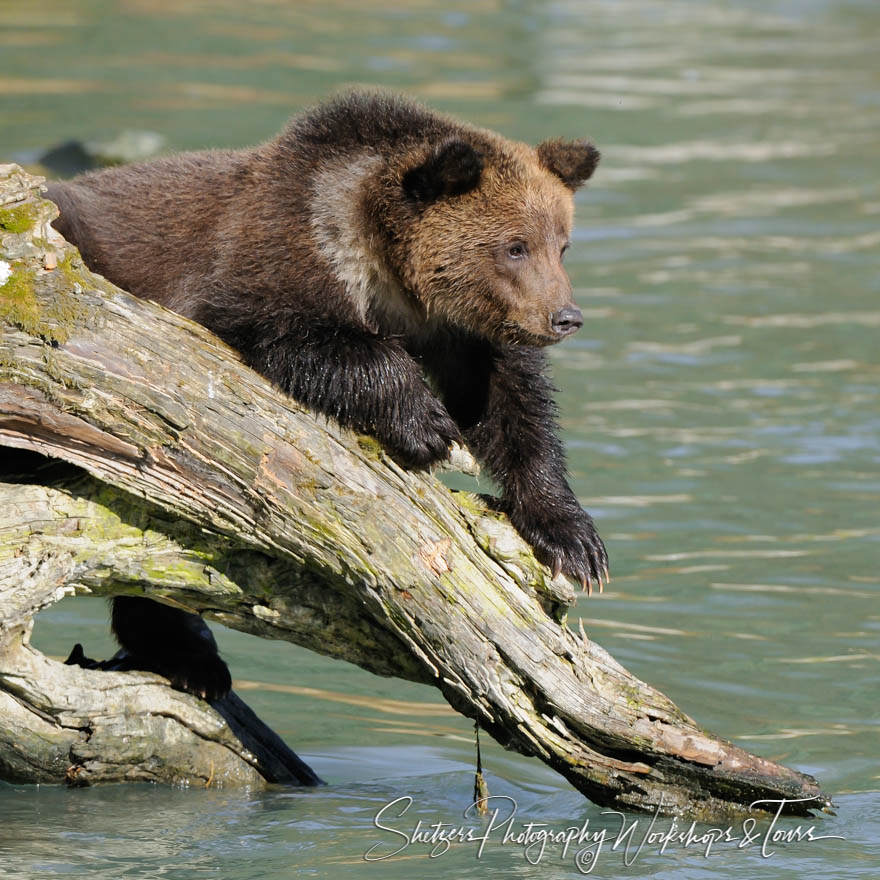 Curious bear cub testing the water 20101003 165223