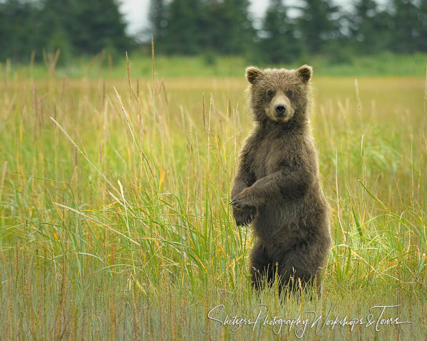 Cute Bear Cub Standing Upright