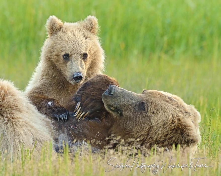 Cute Bear Cub with Nursing Mother