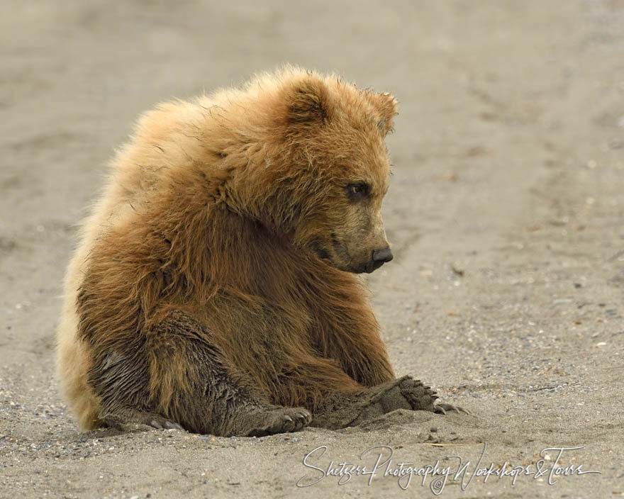 Cute Bear Cub’s Day at the Beach