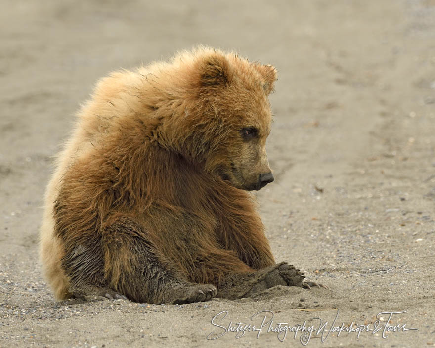 Cute Bear Cubs Day at the Beach 20170730 155351