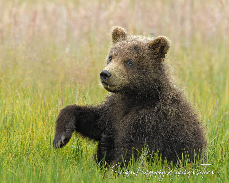 Cute Bear Picture