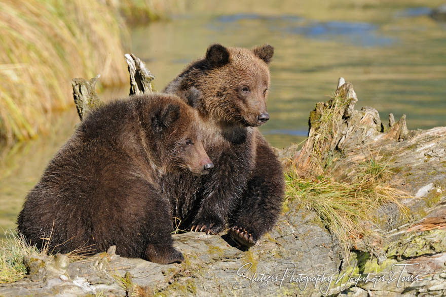 Cute Cubs Sit on Log in Alaska