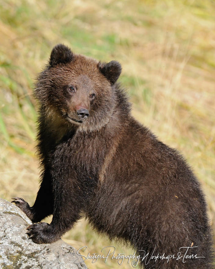 Cute Grizzly Bear Cub posing on a rock