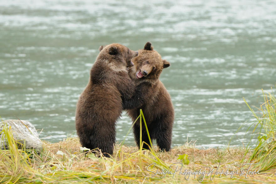 Cute Grizzly Bear Cubs playing and learning to fight