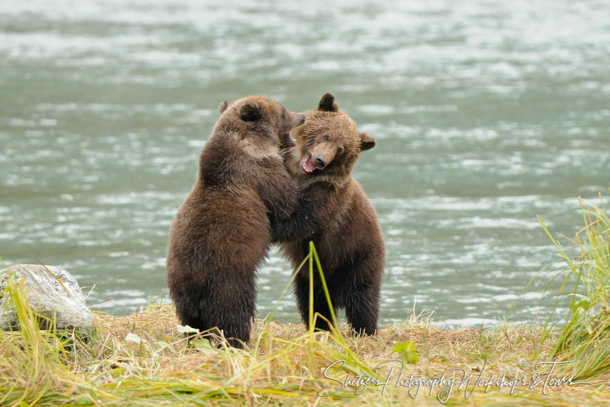 Cute Grizzly Bear Cubs playing and learning to fight 20101003 170533