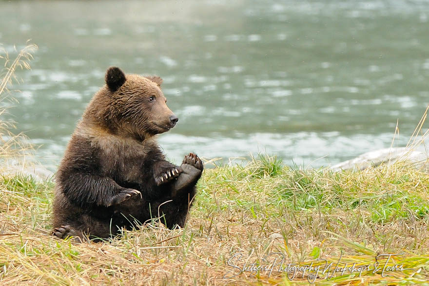 Cute Grizzly Bear Falling Over