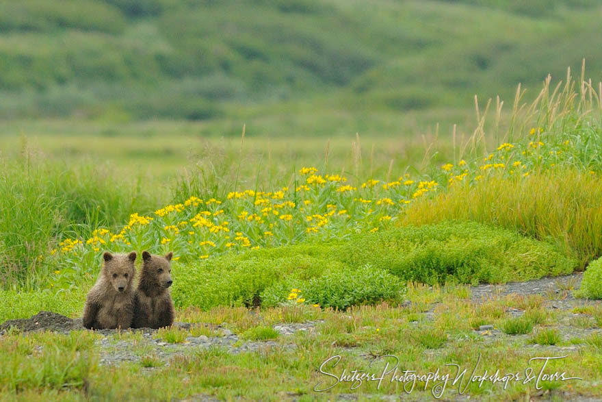 Cute baby bear cubs in field of flowers