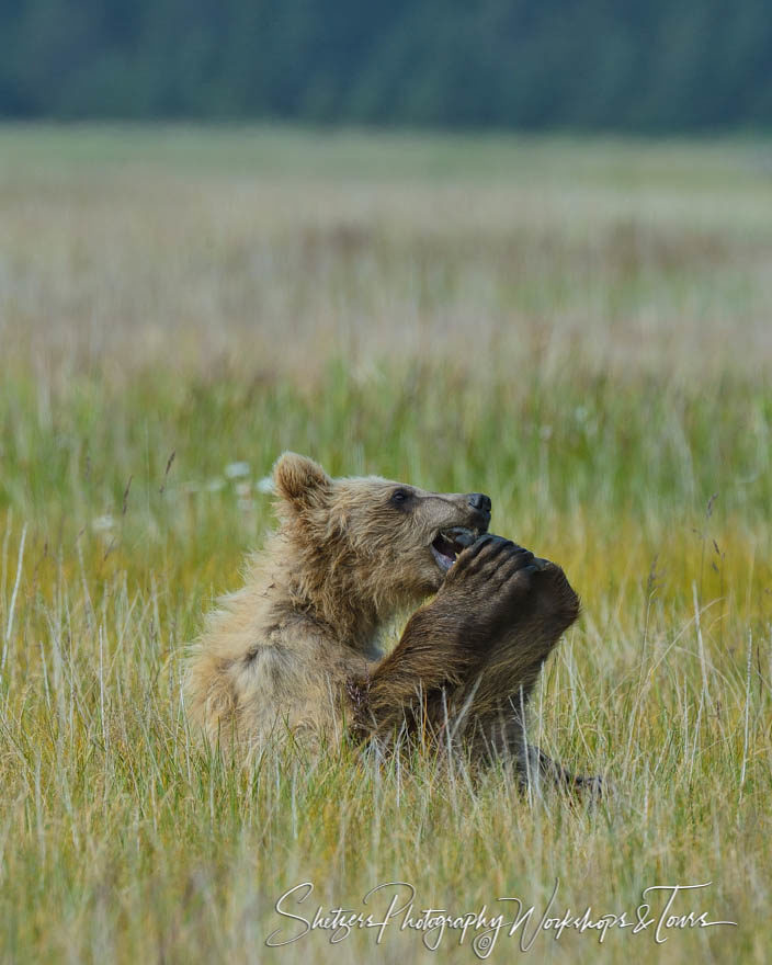 Cute bear cub gnaws on its own foot