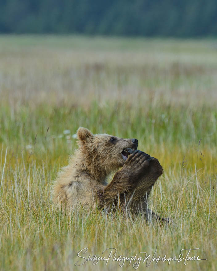 Cute bear cub gnaws on its own foot 20140717 113440