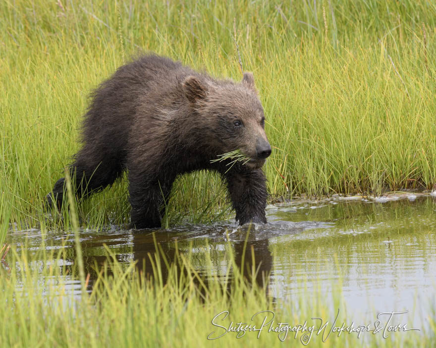 Cute bear cub walking in water