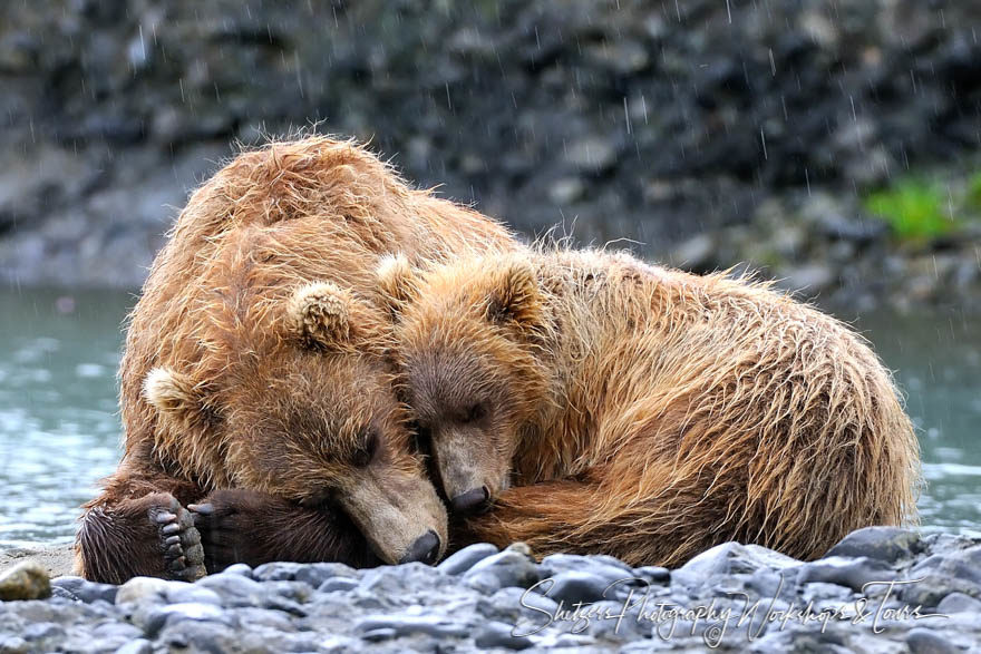 Cute cuddly bears in the rain