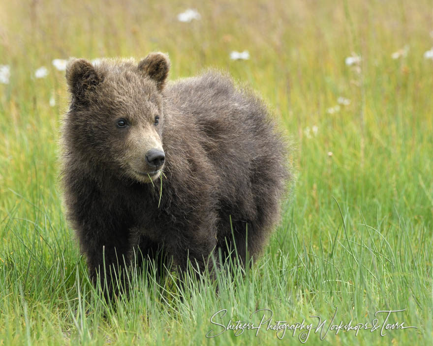 Cute spring cub with flowers