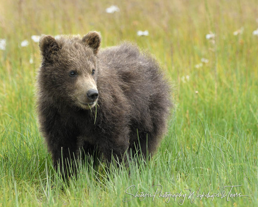 Cute spring cub with flowers 20170731 171053