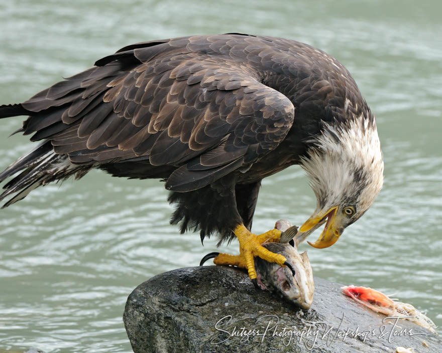 Dinner on the Chilkoot river