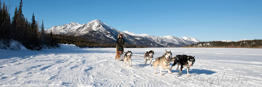 Dogs lead sled through Alaskan Wilderness
